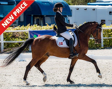 FEI Dressage pony schoolmaster by Hagelkruis Valentijn x Morgenland's Andor