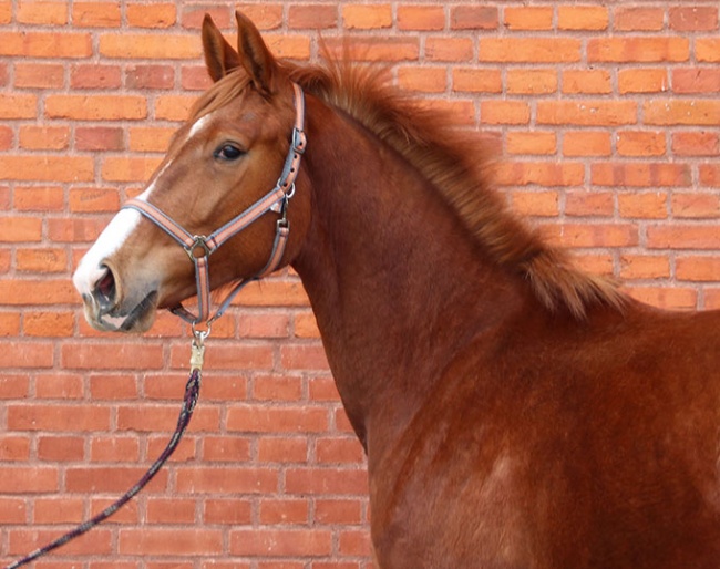 Direct daughter of Dorothee Schneider’s olympic medalist mare "Diva Royal"