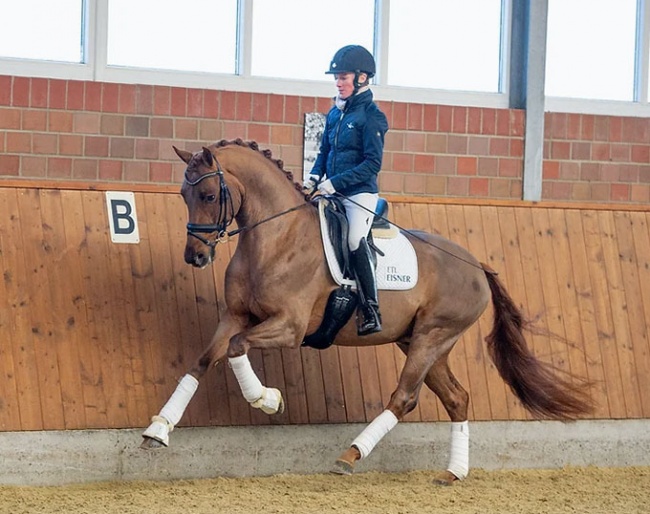 Helen Langehanenberg on a young Tesla :: Photo © Tanja Becker/Equitaris