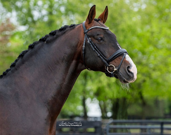 Nintendo (by Negro x Monaco) :: Photo © Lori Ann Thwing