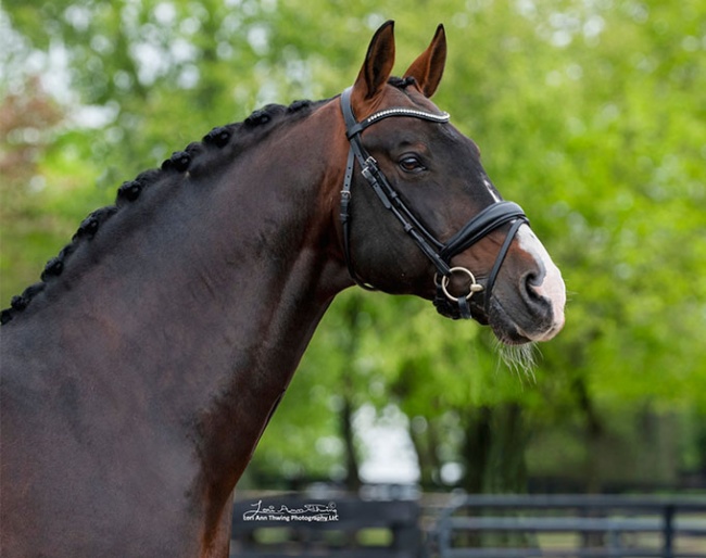 Nintendo (by Negro x Monaco) :: Photo © Lori Ann Thwing