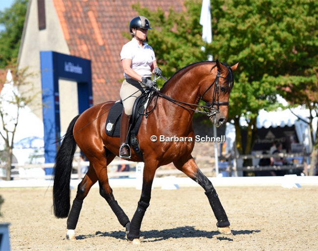 Isabell Werth schooling 7-year old Valdiviani at the 2023 German Championships in Balve. She is trying out for the World Championships for the first time in her extensive career :: Photo © Barbara Schnell