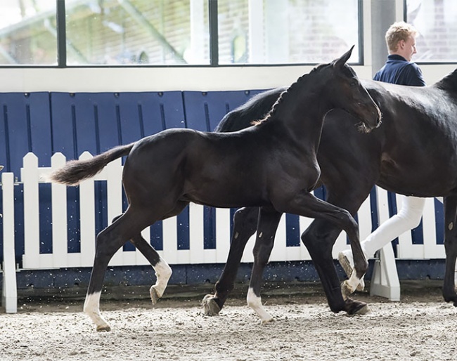 Thibault S (Totilas x De Niro) grandam is full sister Sandro Hit]