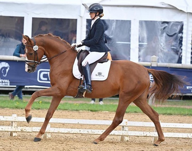 First Love Majishan at the 2022 French Young Horse Championships :: Photo © Les Garennes