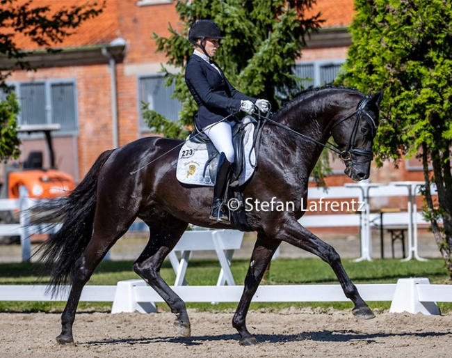 Lena Waldmann and Maracana at the 2020 Hanoverian young horse championships in Verden :: Photo © Stefan Lafrentz