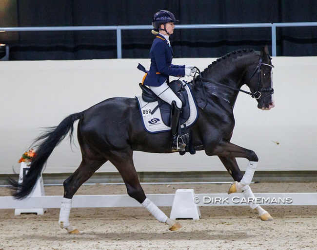 Maxime van der Vlist and Nirvano at the 2022 KWPN Stallion Licensing show :: Photo © Dirk Caremans