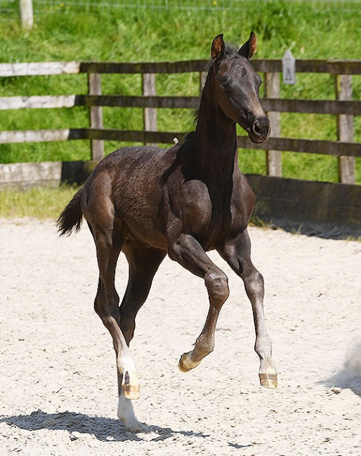 A colt by Blue Hors Zackorado out of international Grand Prix mare Habouche (by Ampere x Sydney)