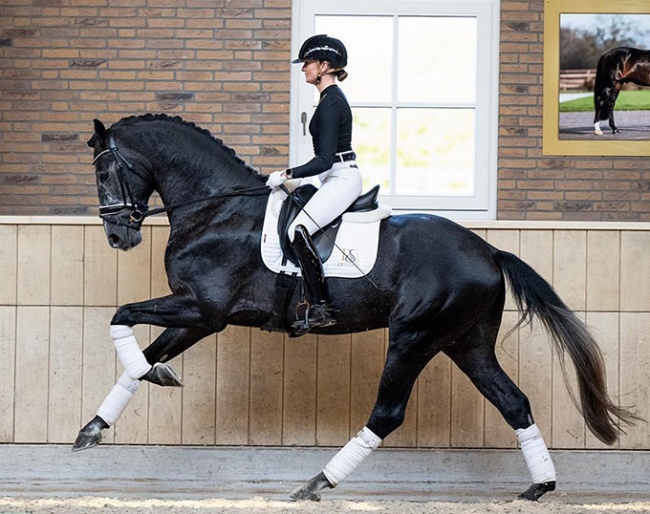 Pernod RS2 :: Photo © RS2 Dressage