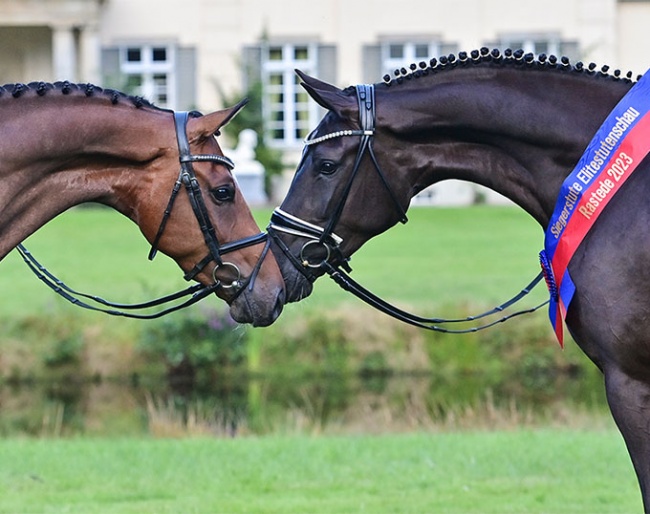 Oldenburg champion mares Colleen and Royal Hope in front of the Rastede castle :: Photo © OLD art