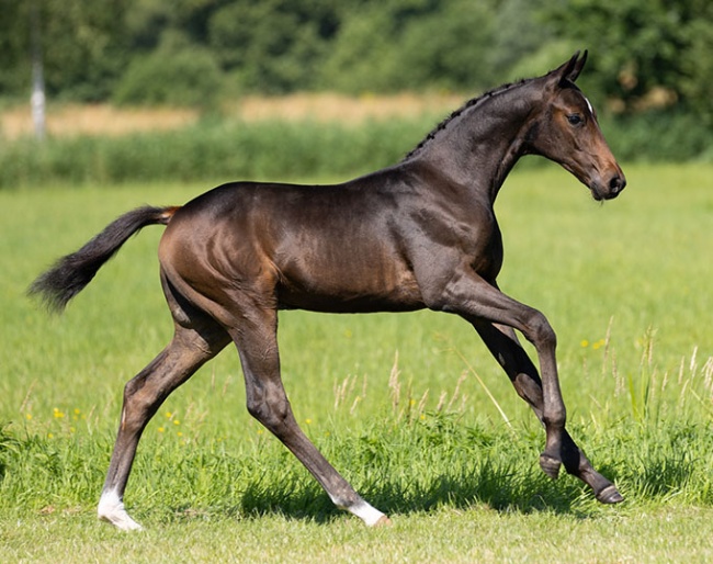 Top-Notch Breeding Mare, Foals and Embryos in StuDutch Auction