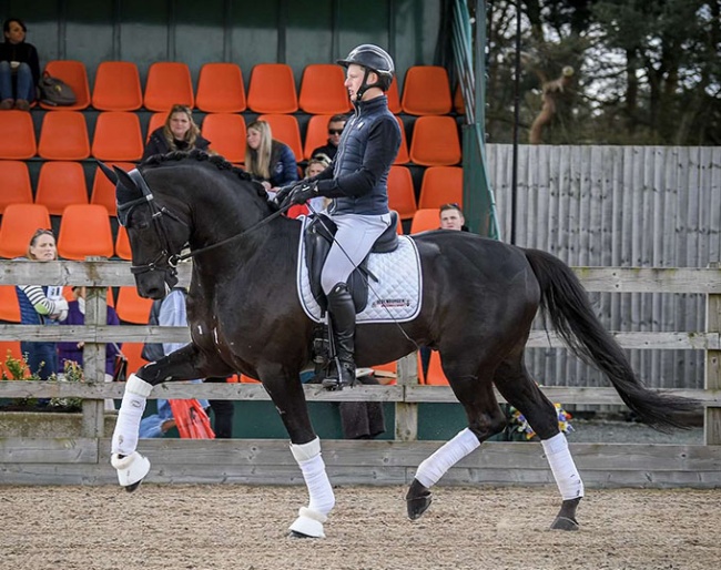 Louis Cunningham on Morricone III at the stallion show in the U.K. :: Photo © Eva Maria Broomer