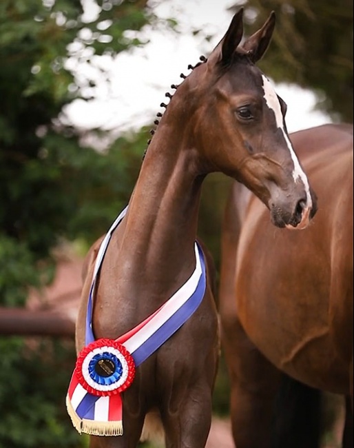 Tamina Delin BS (by Extreme U.S. out of Fame Delin RT (by Tuschinski)) :: Photo © Equine Smits Photography