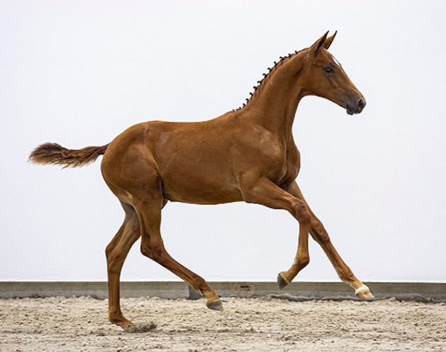 Trignac (by Escaneno x Apache x Democraat) - half brother to KWPN licensed stallion Ladignac