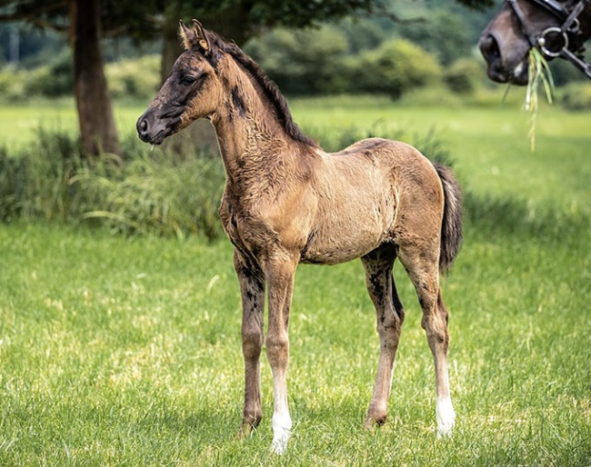 Centurion (by Christ x San Amour x Quattro B), here still with baby coat, black coat underneath :: Photo © Noel Ennett