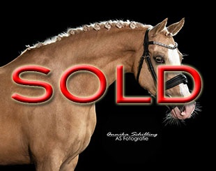 SOLD SOLD SOLD