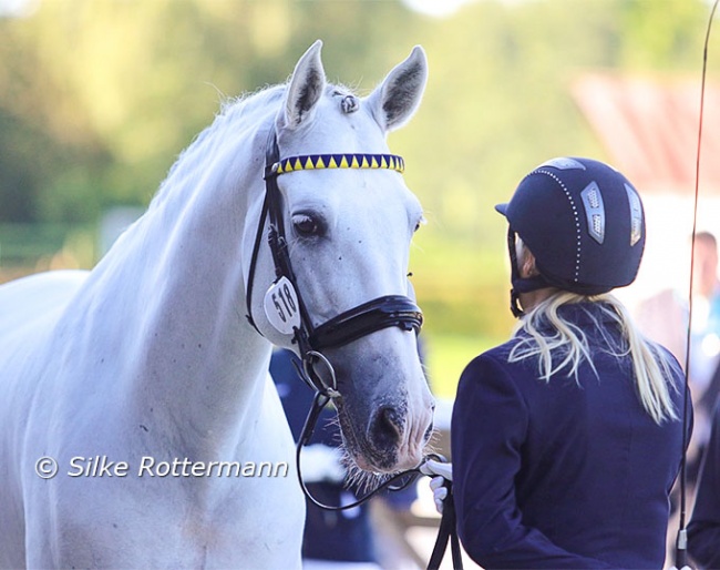 The Swedish team horses all went vintage with the brow-bands which could already be admired at their jumping horses in Milano just a few days earlier :: Photo © Silke Rottermann