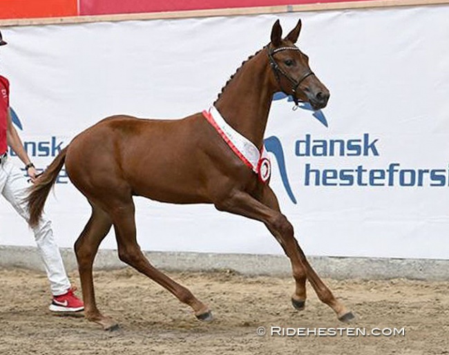 Milena S By In Horses ( by Revolution x Jazz x Stedinger) :: Photo © Ridehesten