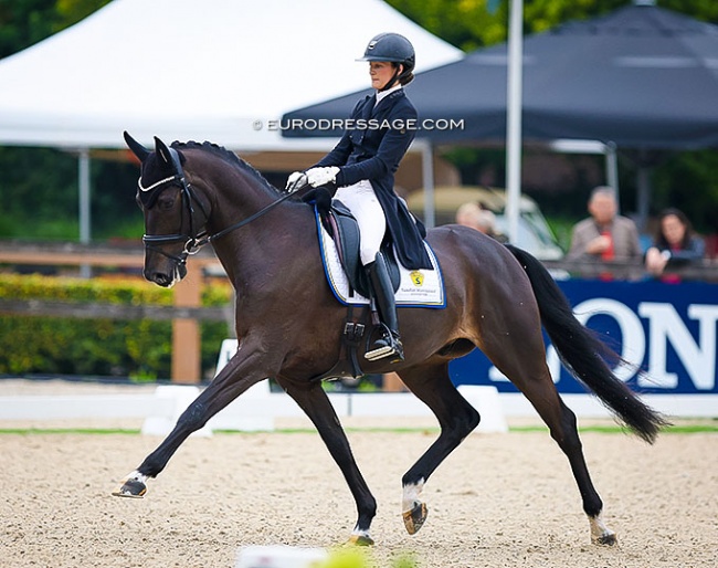 Moretti Weltino (SWB, by Dante Weltino x Master) at the 2023 World Young Horse Championships :: Photo © Astrid Appels