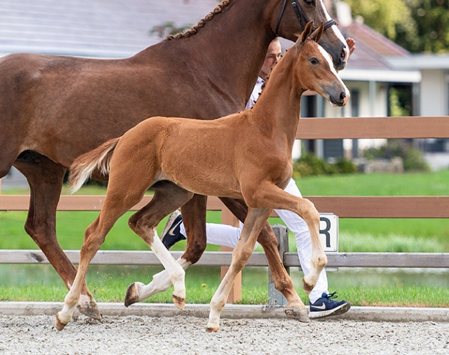 Timberland (by Frankie Lee and out of the half-sister of Olympic team horse Glock's Johnson TN