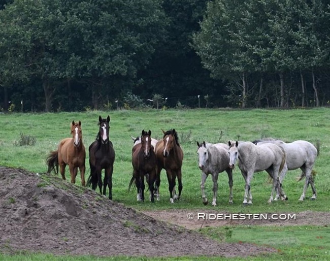 Horses at Viegaard stud :: Photo © Ridehesten