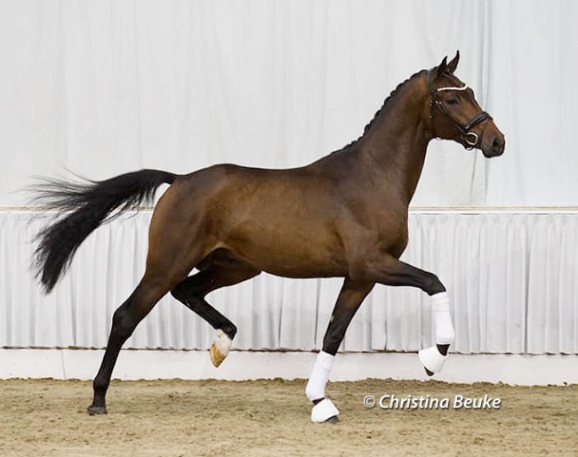 Dynamic Dream x Finest x Don Diamond at the pre-selection for the 2023 Hanoverian Stallion Licensing :: Photo © Christina Beuke