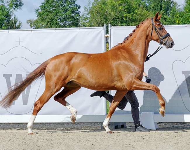 Vivien (by Vitalis x Sir Donnerhall) :: Photo © Recki media