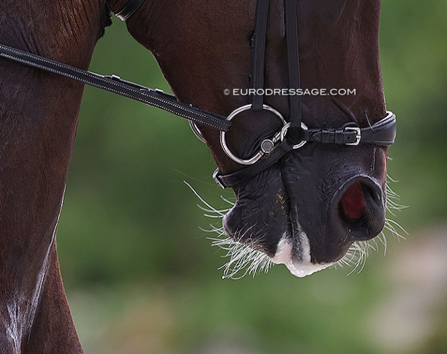 horse in a snaffle :: Photo © Astrid Appels