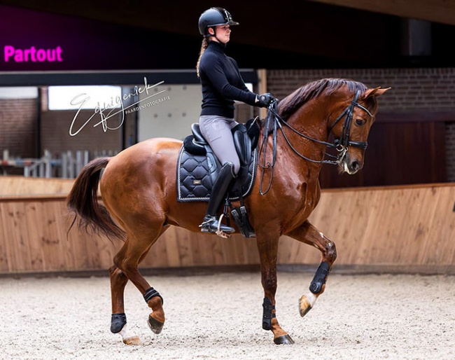 Robin Heiden is the new rider of the Jazz clone Hollywood :: Photo © Equigeniek