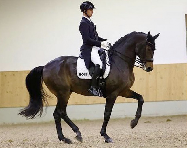 Benjamin Werndl and Famoso OLD at the 2023 CDN Gut Ising :: Photo © Flora Keller