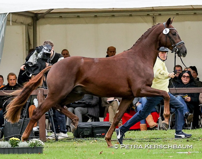 The premium licensed colt, Cat.nr 5 by Bon Courage x Rotspon, which sold for 170,000 euro to Ellen Schulten-Baumer :: Photo © Petra Kerschbaum