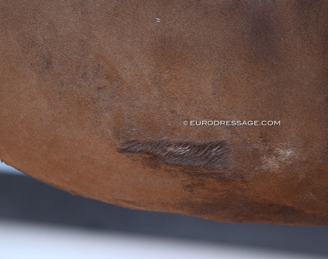 Horse with spur scars at a CDI competition :: Photo © Astrid Appels