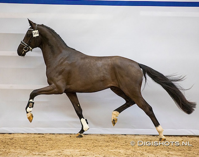 Potencion at the pre-selection for the 2023 KWPN Stallion Licensing :: Photo © Digishots