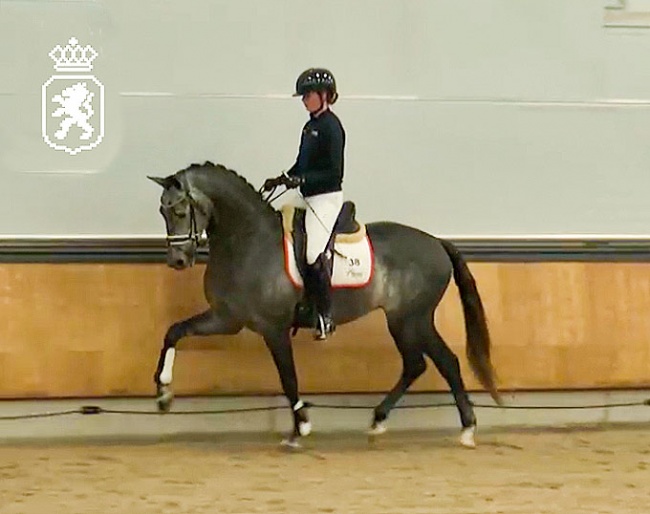 Proud James on the final day of the 21-day stallion performance testing for KWPN