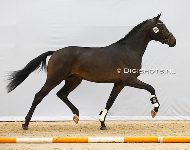 Rembrandt M (by Blue Hors Monte Carlo x Ziesto) in the first phase for the 2024 KWPN Stallion Licensing :: Photo © Digishots