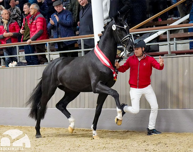 Deichgraf named champion of the 2023 Westfalian Stallion Licensing in Munster :: Photo © Guido Recki/Westfalenpferde.de