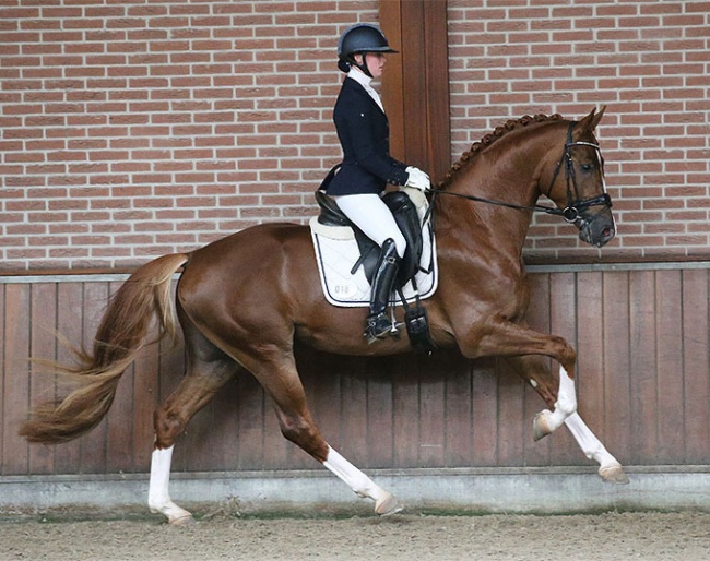 Toto Pacha (2020, Toto Jr. x Charmeur) :: Photo © Sandra Nieuwendijk