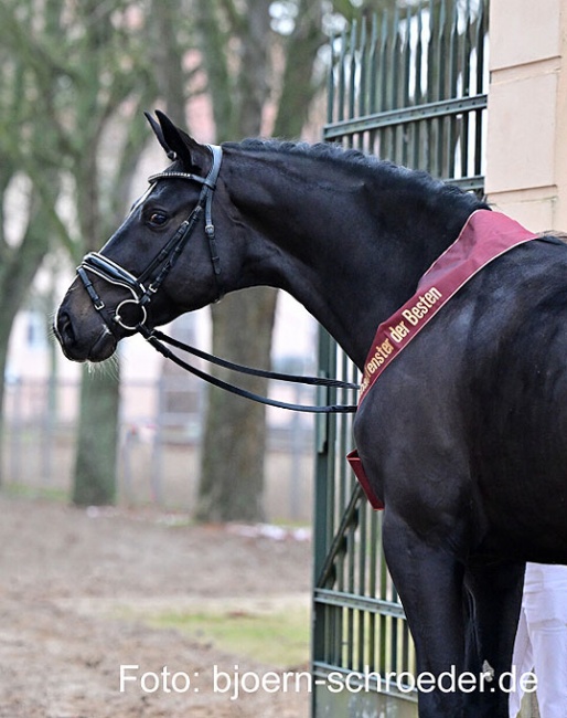 The 2024 Brandenburg Licensing champion by Belantis II x Morricone x De Niro :: Photo © Bjorn Schroeder