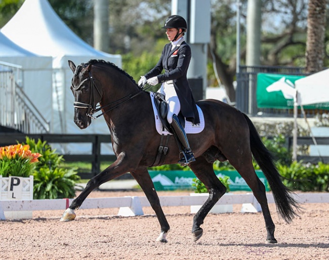 Susan Pape and V-Plus at the 2024 CDI Wellington :: Photo © Sue Stickle