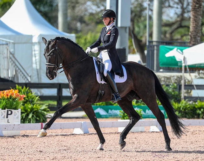 Susan Pape and V-Plus at the 2024 CDI Wellington :: Photo © Sue Stickle