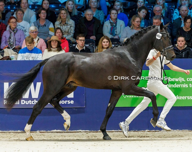 Rohan (by Jameson x Easy Game) at the 2024 KWPN Stallion Licensing :: Photo © Dirk Caremans