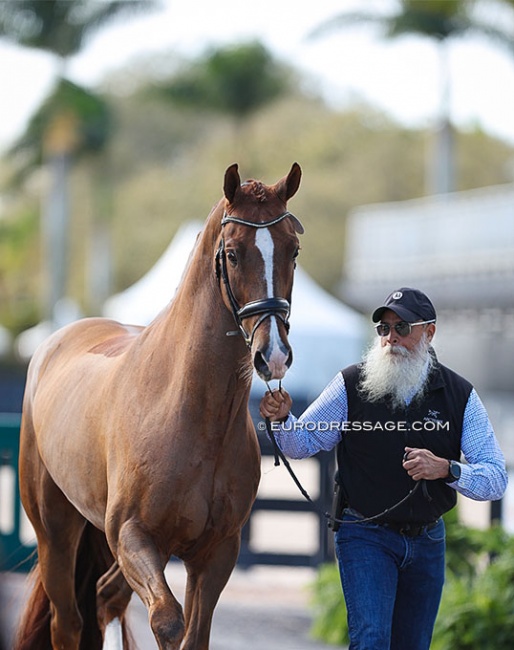 Ashley Holzer's Hansel took a hike in the horse inspection, but he was caught quickly - no harm done - and then passed the trot-up. He was handled by Ashley's veterinarian :: Photo © Astrid Appels