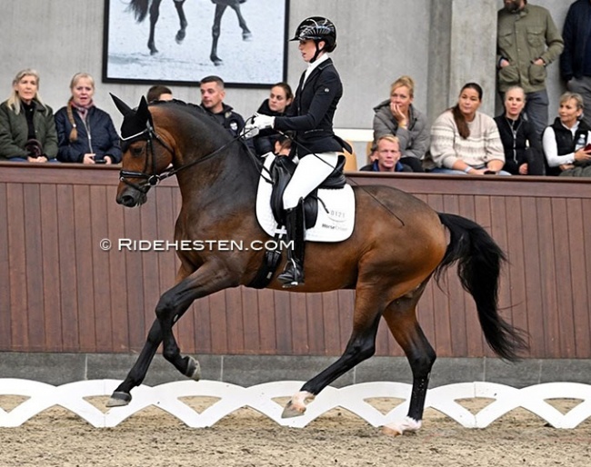 Carina Cassoe Kruth on Svalegårds Hot Driver at the 2023 Danish Warmblood Stallion Licensing :: Photo © Ridehesten