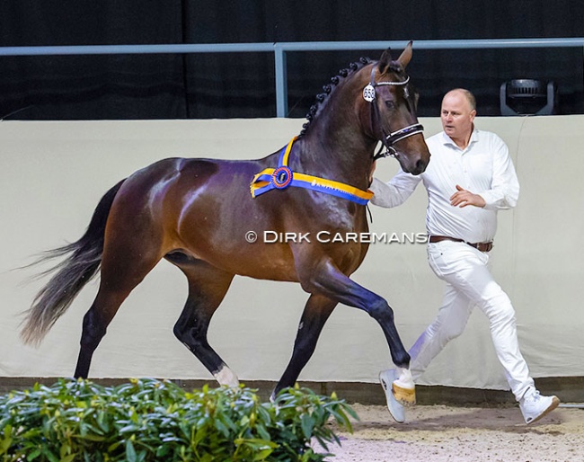 Aris van Manen with Olaf at the 2022 KWPN Stallion Licensing :: Photo © Dirk Caremans