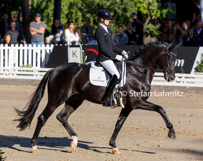 Total McLaren at the 2022 Bundeschampionate in Warendorf :: Photo © Stefan Lafrentz