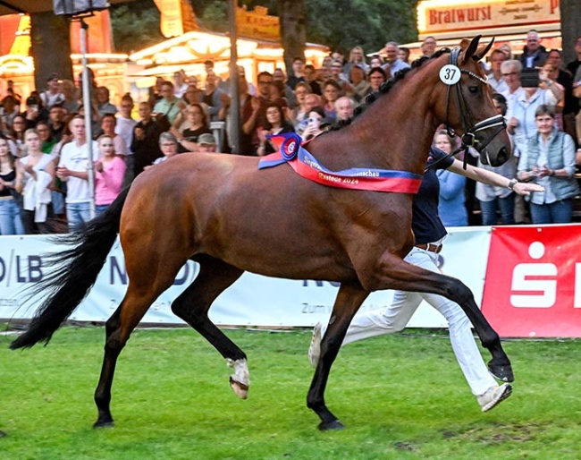 First Vaiana, Champion of the 2024 Oldenburg Elite Mare Show :: Photo © OLD