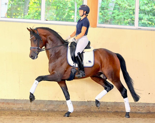 A La Bonheur, a 4-year old stallion by About You I x Bretton Woods :: Photos © Thoms Lehmann