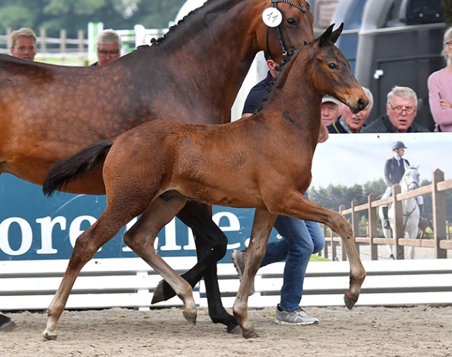 Dijon (by Dynamic Dream x Bordeaux x Don Romantic)