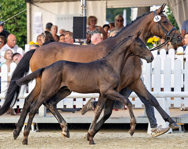 Zaubergraf (by Easy Game x Interconti) :: Photo © Jutta Bauernschmitt