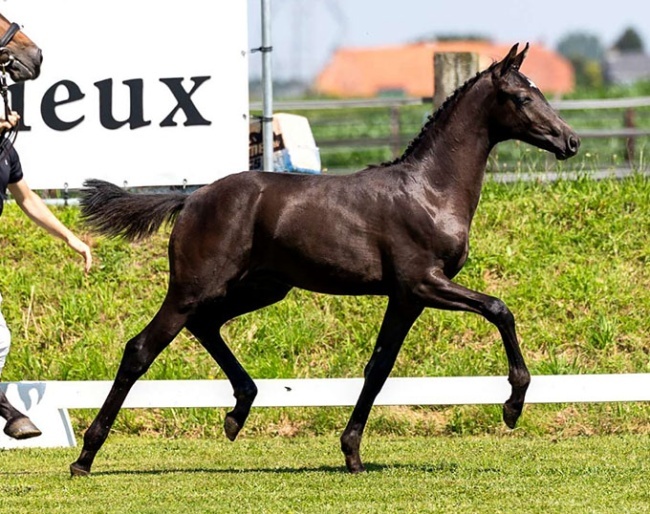 Under Armour Geuzenhof (by Secret Lover x Uphill) :: Photo © Equigeniek