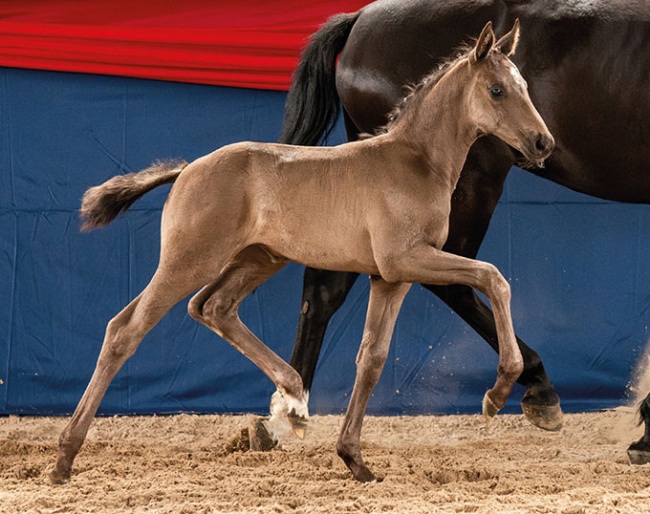 Monic (by Most wanted Nero von Bellin x De Niro x Showdown) :: Photo © Weisheit